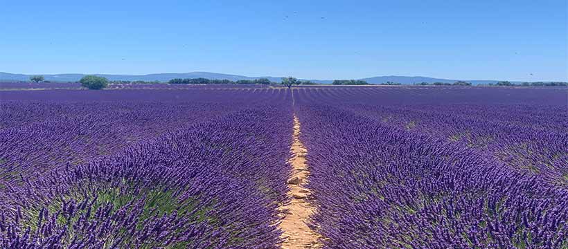 valensole1.jpg